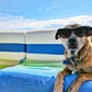 🔥Hot sales 48 % Off💥Summer Pet Cooling Mat
