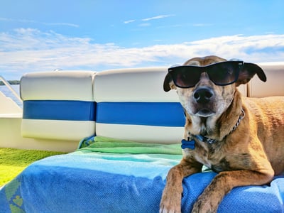 🔥Hot sales 48 % Off💥Summer Pet Cooling Mat