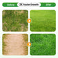 Grass Seeds for Lawn and Golf Course