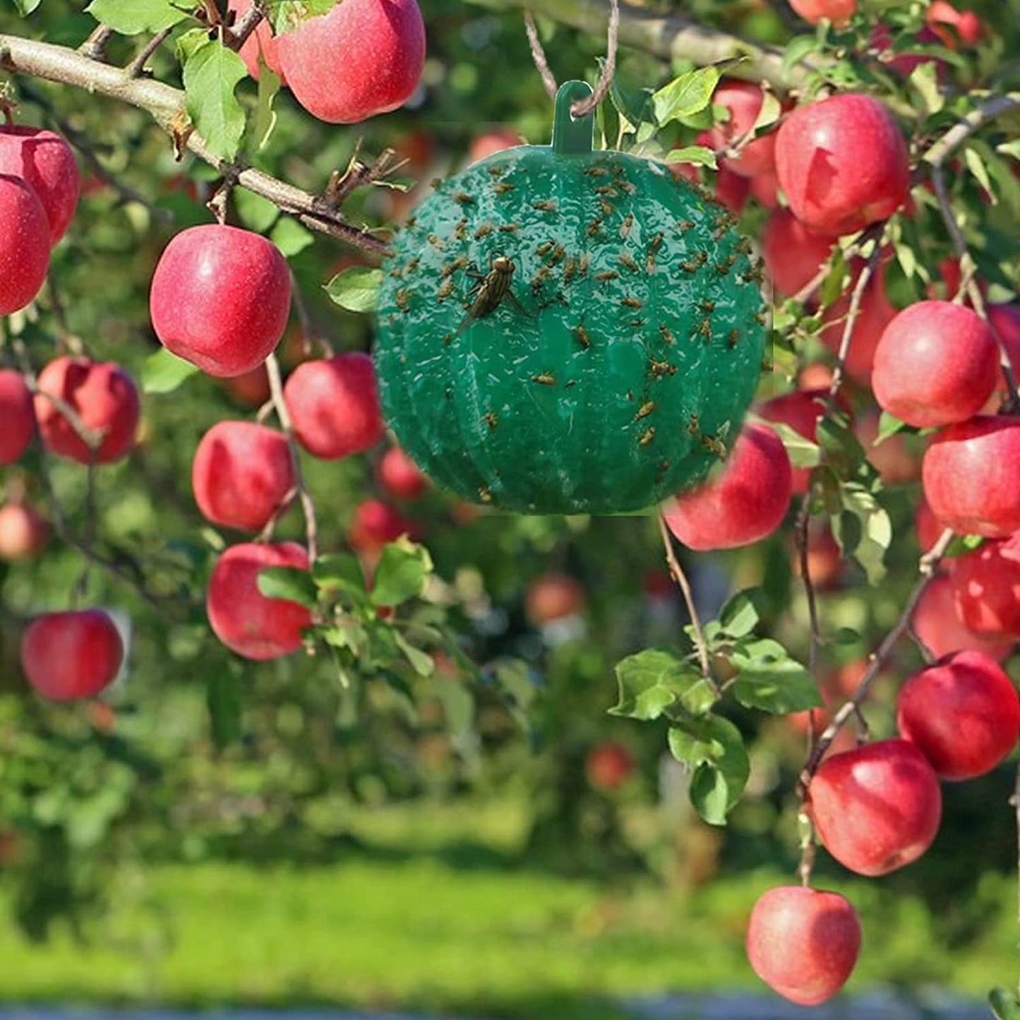 🔥Last Day Promotion - 49% OFF🔥Hanging Environmental Fruit Fly Traps Sticky Traps-BUY 1 GET 1 FREE