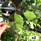 DIY Dried Flower Bookmark Making Kit